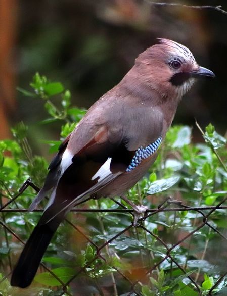 erotische Geschichte Die Frau im Nachbarzimmer Ein Vogel auf einem Ast, Die Frau im Nachbarzimmer