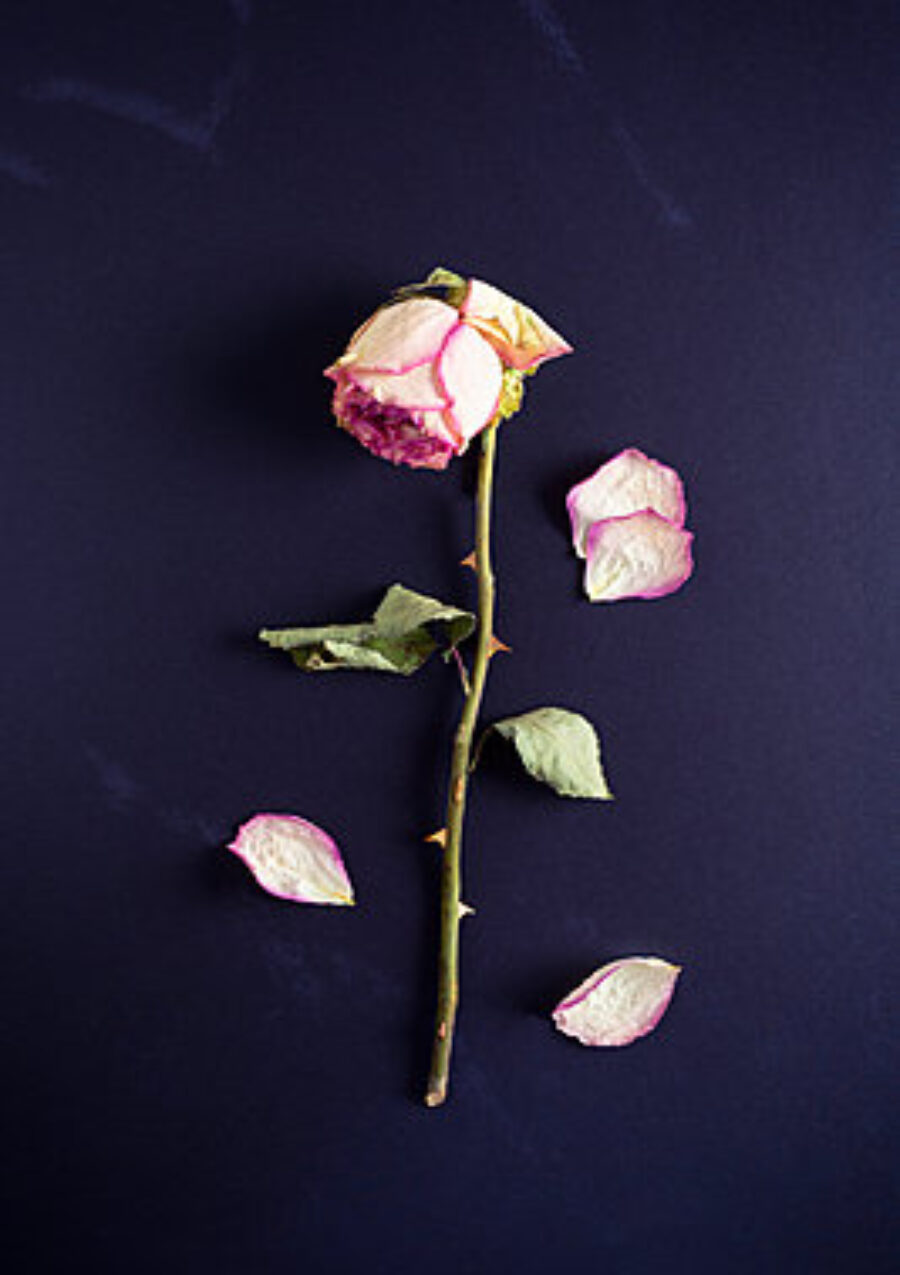 Die verwelkte Rose